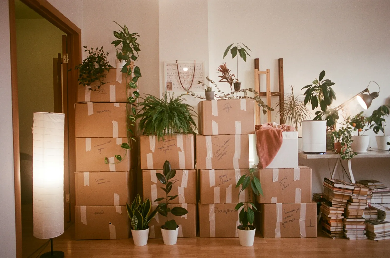 Stacked cardboard moving boxes and potted houseplants arranged on the floor of a sunlit interior room